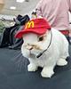 A bunny wearing a McDonald's hat