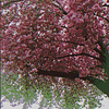 Pixellated image of a tree with pink blossom.